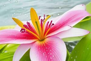 water splashes on the lily flower. background. AI Generative Pro Photo