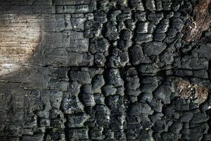 Burnt black board texture. Burnt wood wall. photo