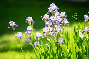 púrpura flores iris en un verde verano antecedentes. foto