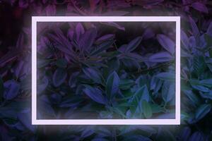 Creative fluorescent color swatch from tropical leaves. Flat lay of purple leaves. The concept of nature. photo