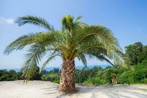 Tropical palm against the blue sky. photo