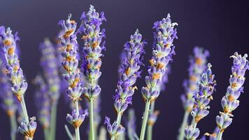 alto detalle, de cerca de lavanda flores, aislado en negro foto