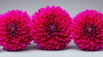 High Detail, Close-up of dahlia flowers, isolated on black photo