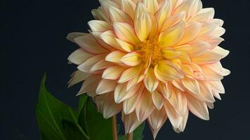 High Detail, Close-up of dahlia flowers, isolated on black photo