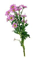 Bunch of wild flowers isolated on white background photo