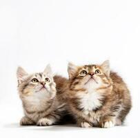 Two cute kittens Siberian cats isolated on white looking up photo