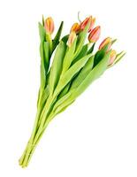 Tulip flower bouquet isolated on white background photo