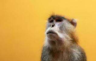 Patas monkey portrait photo