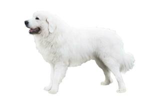 Polish Tatra Sheepdog full body isolated on white background photo