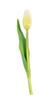 Single tulip flower isolated on white background photo