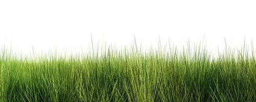 Green grass meadow isolated on white background photo