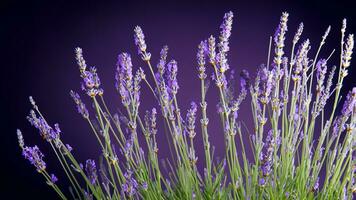 alto detalle, de cerca de lavanda flores, aislado en negro foto