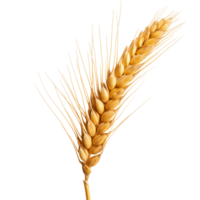 a orelha do trigo ai generativo png