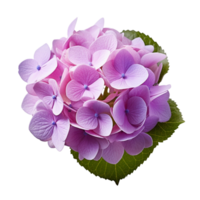 hortênsia campo hortênsia flor ai generativo png