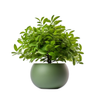 Tropical plant in stone pot Ai Generative png