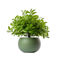 tropical plante dans pierre pot ai génératif png