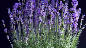 alto detalle, de cerca de lavanda flores, aislado en negro foto