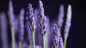 alto detalle, de cerca de lavanda flores, aislado en negro foto