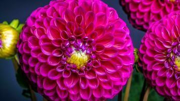 High Detail, Close-up of dahlia flowers, isolated on black photo