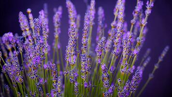 alto detalle, de cerca de lavanda flores, aislado en negro foto