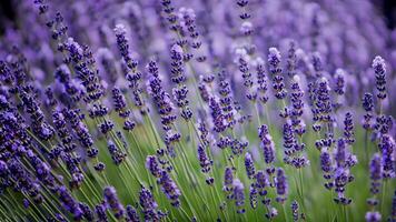 High Detail, Close-up of lavender flowers, isolated on black photo