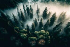 Forest covered with fog, aerial view. Generative AI photo