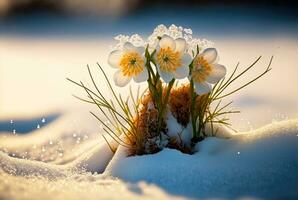 primero flor, campanillas creciente desde nieve, primavera comienza generativo ai foto
