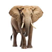 ein Bild von ein Elefant ai generativ png