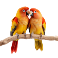 Sonne conure Papagei Vogel ai generativ png