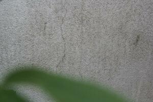 Blank cement wall surface with blurred green leaves, sand cement wall background with green leaf photo