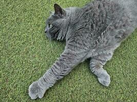 British shorthair cat on the grass photo