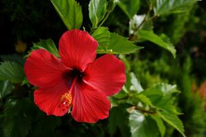 Red flower hibiscus with green leaves background photo