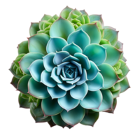 Succulent plant isolated on transparent background, created with generative AI png