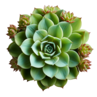 Succulent plant isolated on transparent background, created with generative AI png