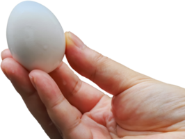 Photo of a human hand holding a boiled egg png