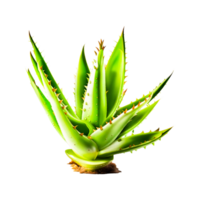 Aloe vera Plant Generative Ai png