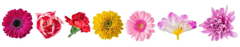 Flowers close-up collection view from above, set isolated on transparent white background photo