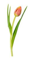 Single tulip flower isolated on white background photo