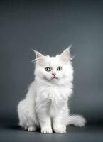 Cute cat, a white kitten posing in a studio against a gray background. Generative AI photo