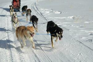 Mushing Sled dogs in the Snow in the Winter photo