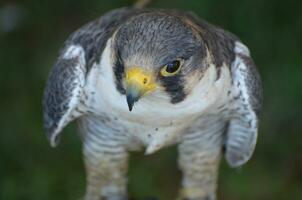 Beautiful wild bird of prey with white and grey feathers photo