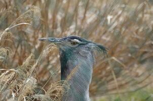 Face of a Kori Bustard Bird Amongst Wheat photo