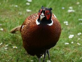 Close Up Look in the Face of a Game Pheasant photo