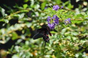 rojo cola de golondrina mariposa en un vibrante jardín foto