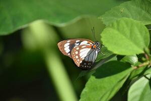 Brown and White Spotted Butterfly on a Leaf photo