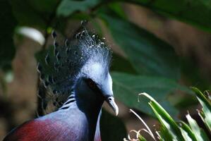crestado goura pájaro con vibrante azul plumas foto