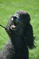 Adorable Black Poodle Distracted by Something in the Sky photo