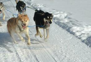 Sled Dogs in Action Pulling a Sled photo