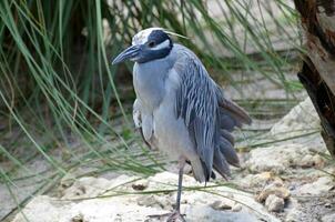 Blue Heron Standong on One Foot in Sand photo