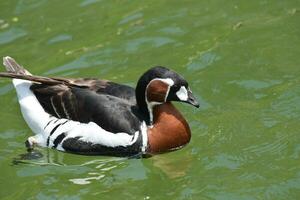 Gorgeous Swimming Male Baikal Teal in a Lake photo